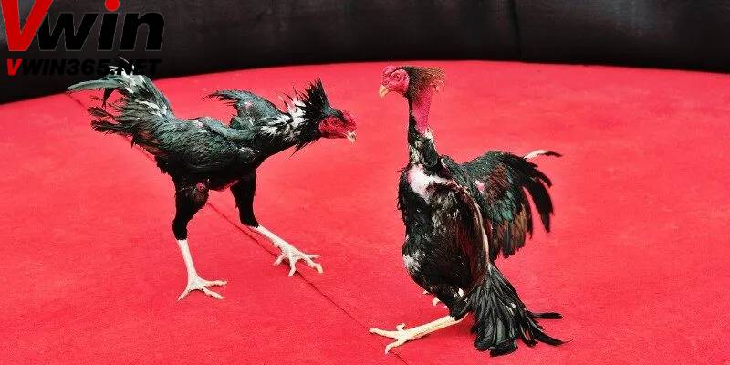 Các loại kèo cược đá gà tại Vwin