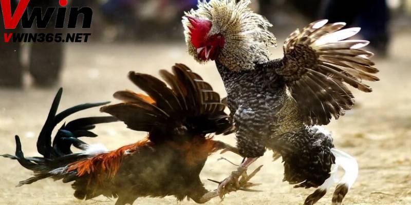 Cách tham gia đá gà Thomo tại Vwin