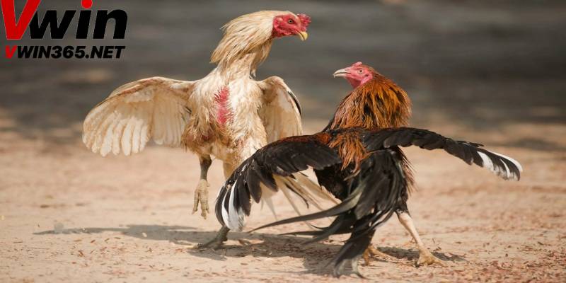 Giới thiệu về đá gà Thomo tại Vwin