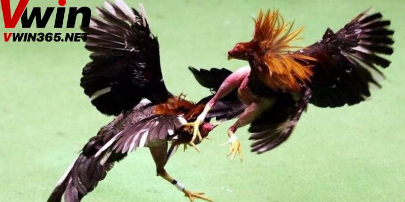 Lý do nên chọn Vwin để cược đá gà Thomo