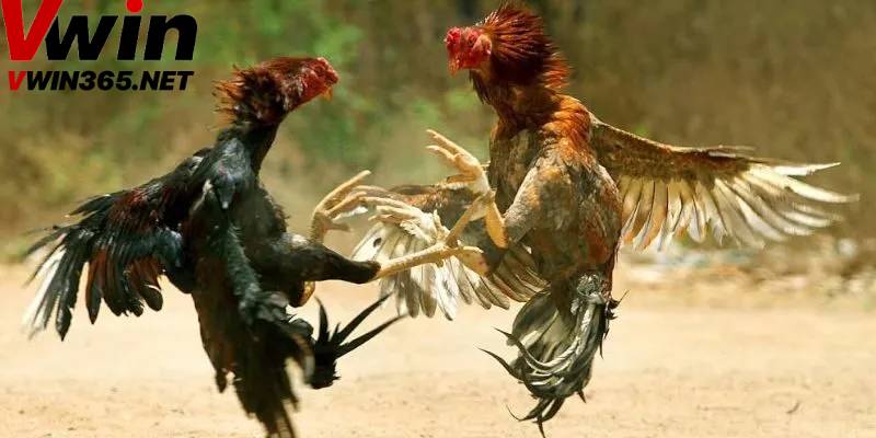 Kèo Cược Đá Gà – Trải Nghiệm Cược Đỉnh Cao Tại Nhà Cái Vwin