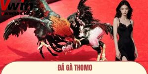 Đá Gà Thomo – Trải Nghiệm Cược Thú Vị Tại Trang Chủ Vwin